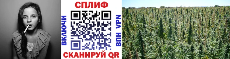 сайты даркнета как зайти Фокино Каннабис сатива